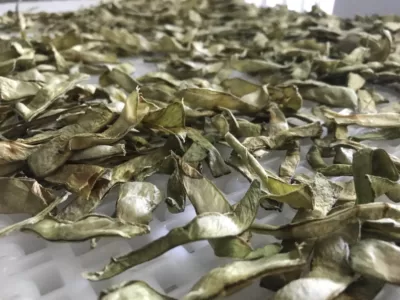 Mikrodalgadan Çıkan Taze Fasulye