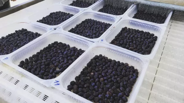 Mikrodalgaya Giren Zeytin