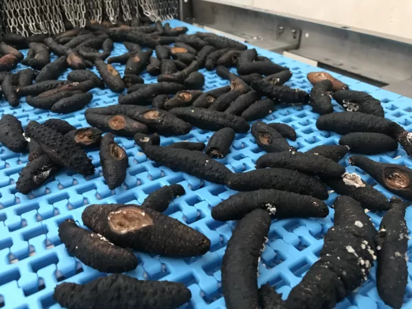 Mikrodalgaya Giren Deniz Hıyarı