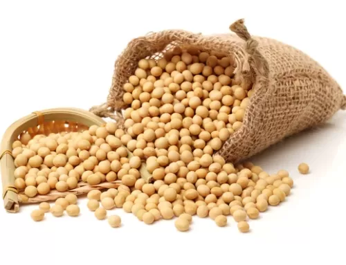 Soya Fasulyesi Kurutma