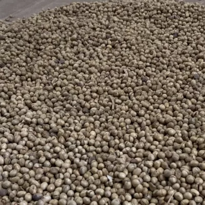 Mikrodalgadan Çıkan Soya Fasulyesi