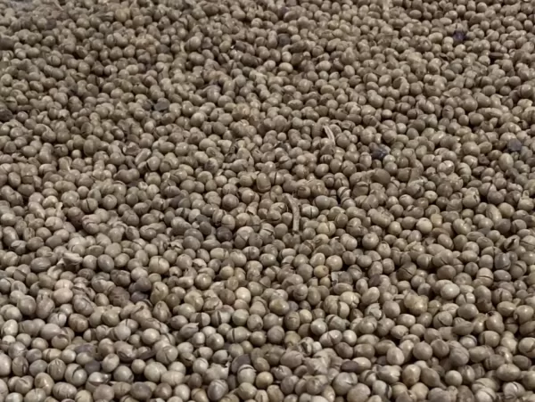 Mikrodalgadan Çıkan Soya Fasulyesi