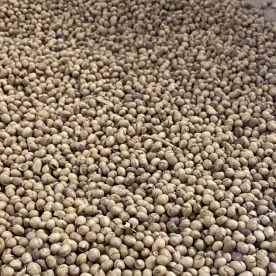 Mikrodalgaya Giren Soya Fasulyesi