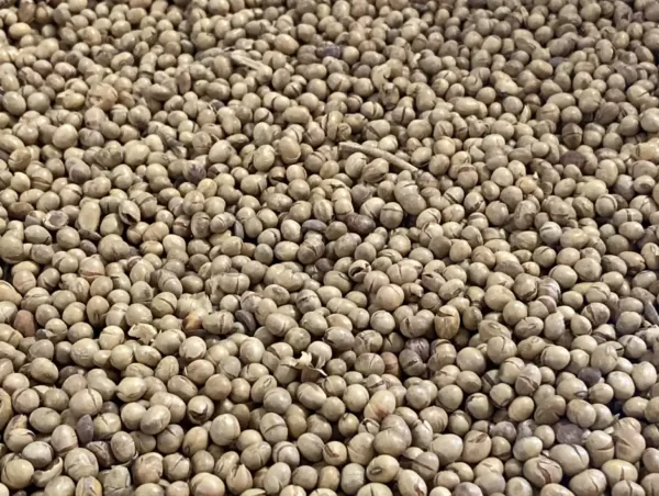 Mikrodalgaya Giren Soya Fasulyesi