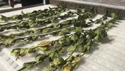 Mikrodalgadan Çıkan Defne Yaprağı